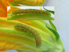 Bright-line Brown-eye (Lacanobia oleracea)