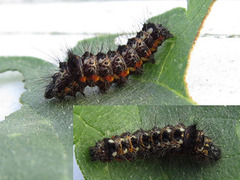 Syrekveldfly (Acronicta rumicis)