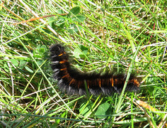 Fox Moth (Macrothylacia rubi)