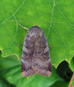 Lesser Broad-bordered Yellow (Noctua janthe)