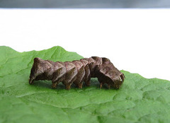 Svart hagefly (Melanchra persicariae)