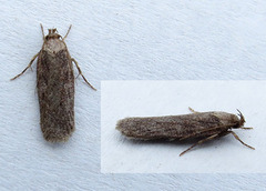 Brown Flat-body (Depressaria badiella)