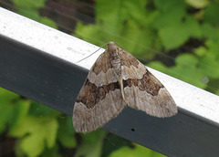 Grey Pine Carpet (Thera obeliscata)