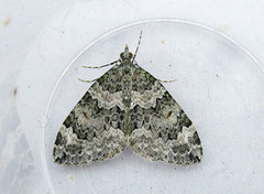 Autumn Green Carpet (Chloroclysta miata)