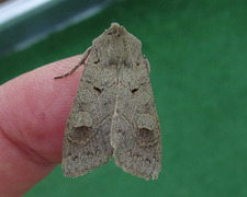 Pudderfly (Ammoconia caecimacula)