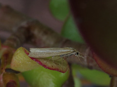 Common Grass-veneer (Agriphila tristella)