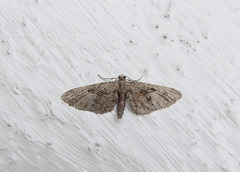 Augustdvergmåler (Eupithecia pusillata)