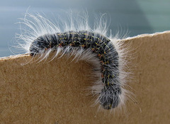 Buff-tip (Phalera bucephala)