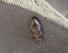 Marmorflatvikler (Acleris variegana)