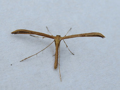 Vindelfjærmøll (Emmelina monodactyla)