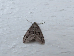 Juniper Carpet (Thera juniperata)