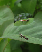 Lilac Leafminer (Gracillaria syringella)
