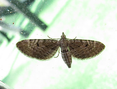 Einerdvergmåler (Eupithecia intricata)