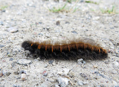 Fox Moth (Macrothylacia rubi)
