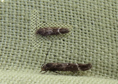 Garden Cosmet (Mompha subbistrigella)