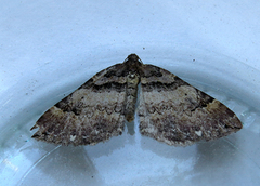 Shoulder-stripe (Anticlea badiata)