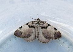 Fiolett rosemåler (Anticlea derivata)