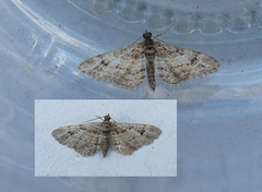Double-striped Pug (Gymnoscelis rufifasciata)