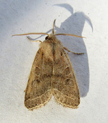 Tverrlinjet seljefly (Orthosia cerasi)