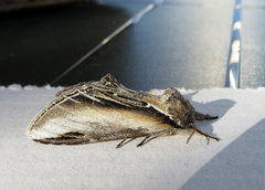 Swallow Prominent (Pheosia tremula)