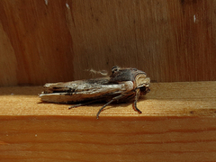 Red Sword-grass (Xylena vetusta)