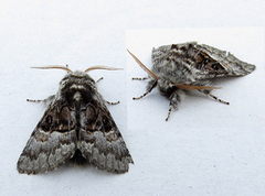 Nut-tree Tussock (Colocasia coryli)