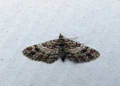 Double-striped Pug (Gymnoscelis rufifasciata)