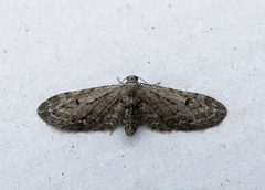 Okerdvergmåler (Eupithecia ochridata)