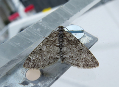The Seraphim (Lobophora halterata)