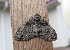 Small Seraphim (Pterapherapteryx sexalata)