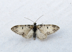 Flekkdvergmåler (Eupithecia irriguata)