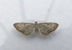 Engdvergmåler (Eupithecia satyrata)