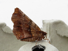Early Thorn (Selenia dentaria)