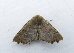 Scalloped Hazel (Odontopera bidentata)