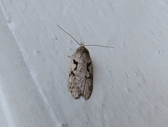 Dawn Flat-body (Semioscopis steinkellneriana)