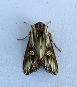 Purple Cloud (Actinotia polyodon)