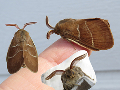 Fox Moth (Macrothylacia rubi)