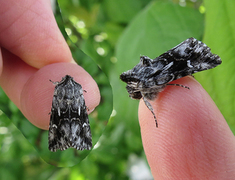 Toadflax Brocade (Calophasia lunula)