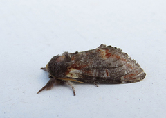 Iron Prominent (Notodonta dromedarius)