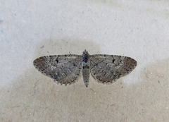 Einerdvergmåler (Eupithecia intricata)