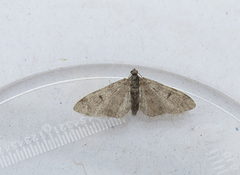 Furudvergmåler (Eupithecia indigata)