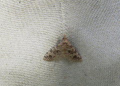 Many-plumed Moth (Alucita hexadactyla)