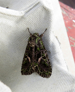 Orache Moth (Trachea atriplicis)