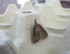 Humlenebbfly (Hypena rostralis)