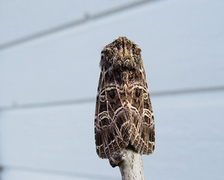 Nettnellikfly (Sideridis reticulata)