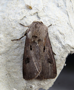 Heart and Dart (Agrotis exclamationis)