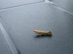 Diamond-back Moth (Plutella xylostella)