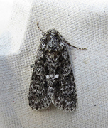 Knot Grass (Acronicta rumicis)