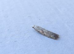 Bee Moth (Aphomia sociella)
