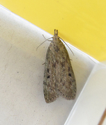 Bee Moth (Aphomia sociella)
